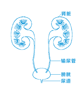 别盲目体外碎石!这4种人,强行碎石可能毁掉一个肾【四川结石病医院】(图2) 别盲目体外碎石!这4种人,强行碎石可能毁掉一个肾【四川结石病医院】(图2)