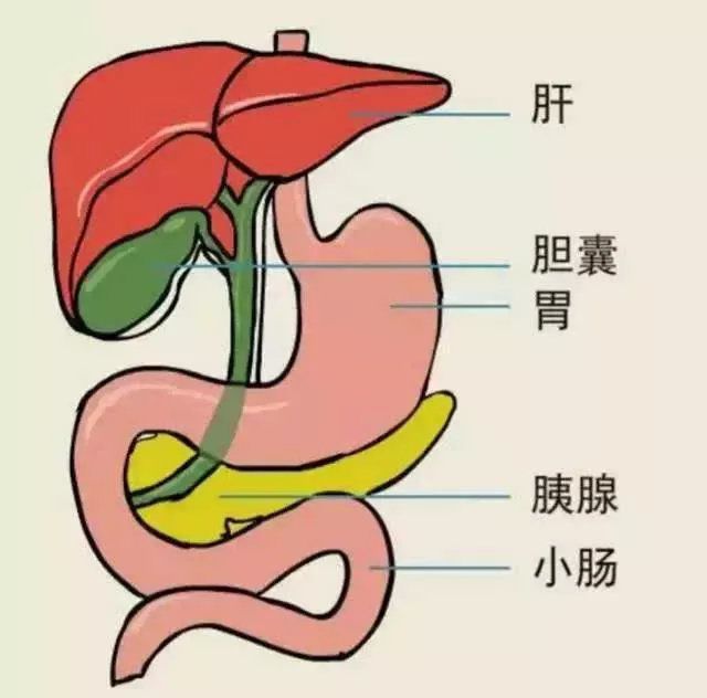 腹痛、消化不良总当胃病治？医生教你几招快速区分 | 四川结石病医院(图2)